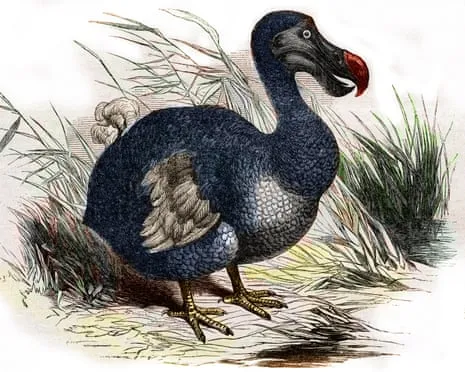 Researchers Assert They Have Achieved a ‘Key Milestone’ in Bringing Back the Extinct Bird for the Initial Instance in 300 Years